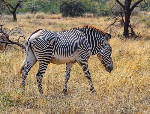 Bufallo Springs Game Reserve