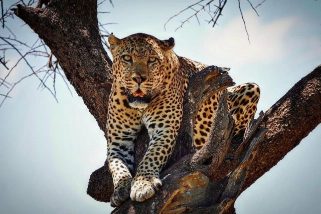 leopard masai mara