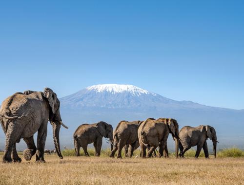 2 Days Amboseli National Park Safari