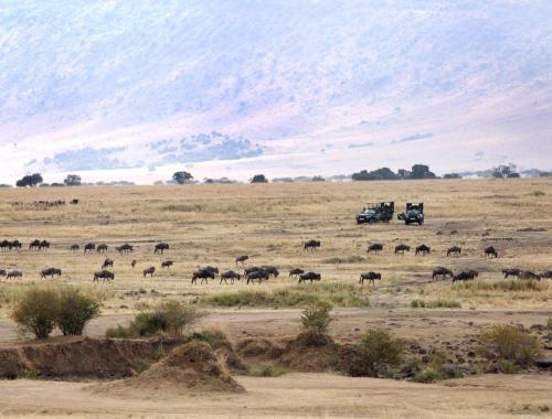 4 Days Masai Mara and Lake Nakuru Safari