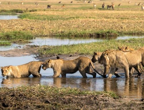 10 Days Safari Amboseli - Lake Manyara - Ngorongoro - Serengeti  - Tarangire